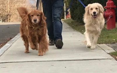 The Importance of Walking with Ernest (and Pete)