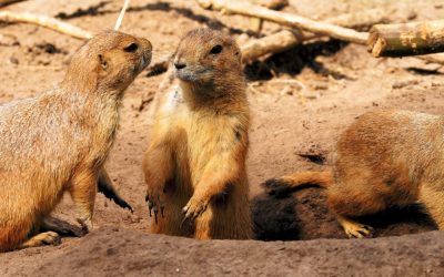 This Animal Volunteer Has a Heart for Prairie Dogs