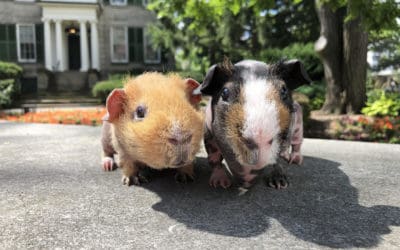 Skinny Pigs Calendar Boys–Too Cute!