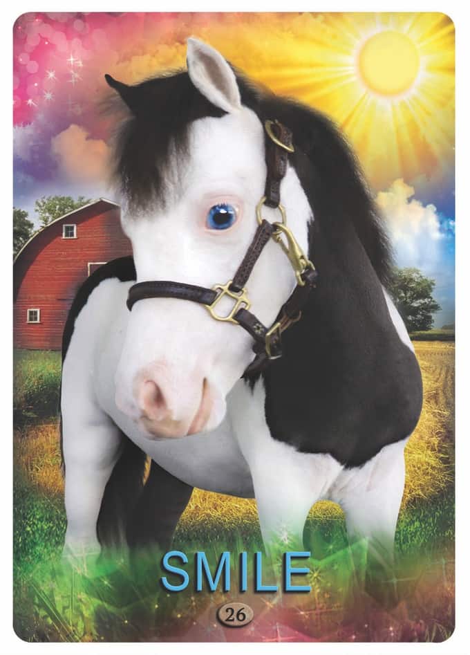Get Inspired with Miniature Horse Love